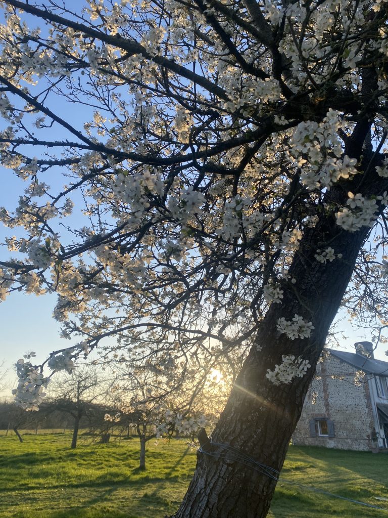 Cerisier en fleurs à contre-jour devant la longère au printemps