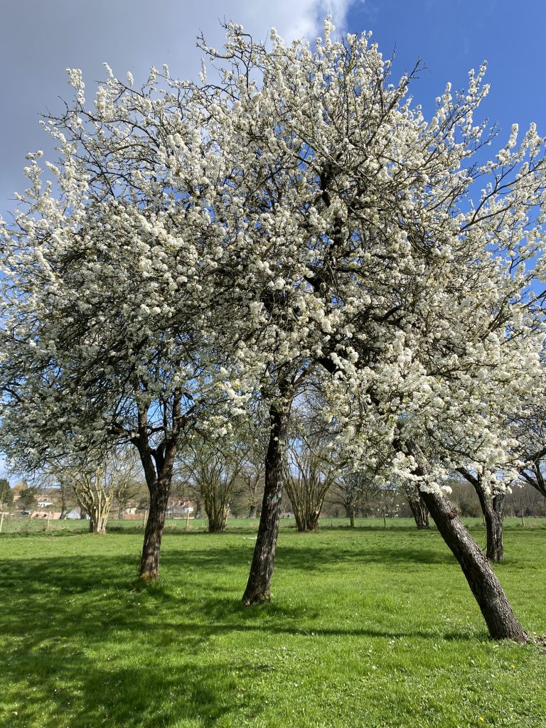 Arbres en fleurs blanches du verger au printemps