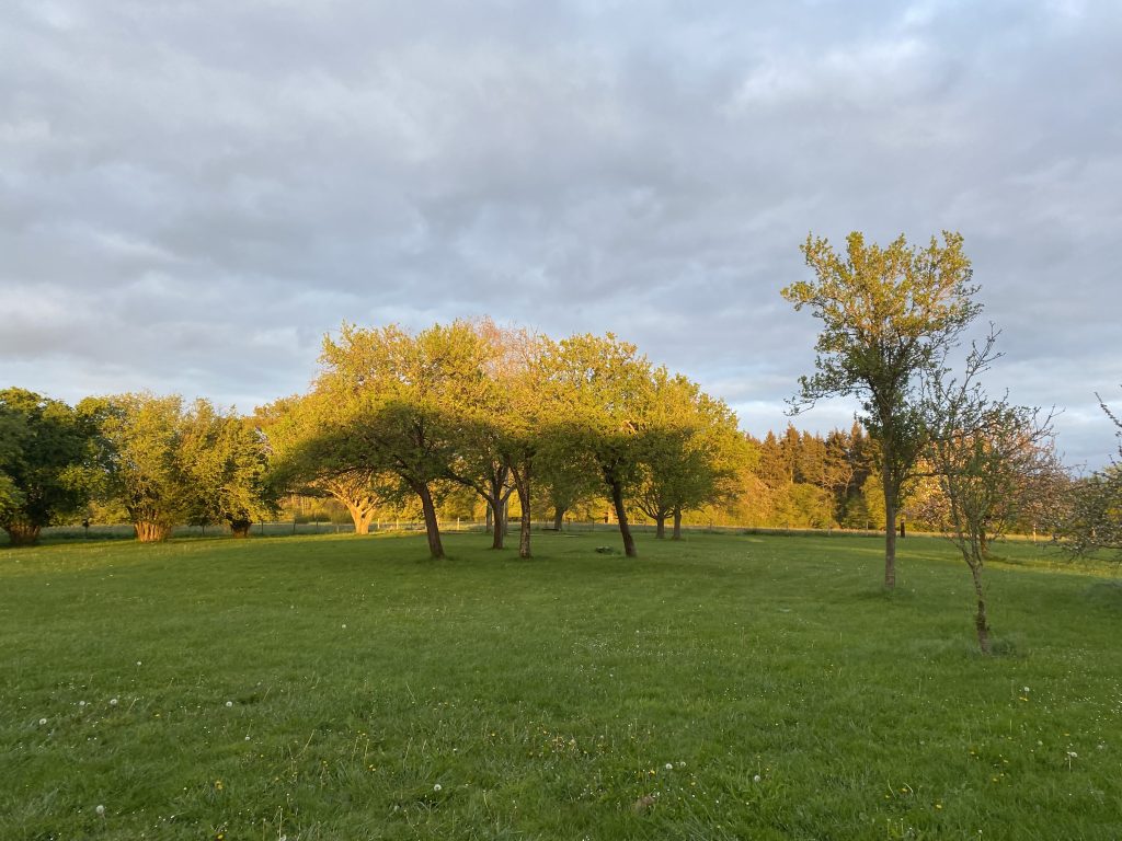 Verger dans la lumière dorée du soir, cadre d'un apéritif en plein air