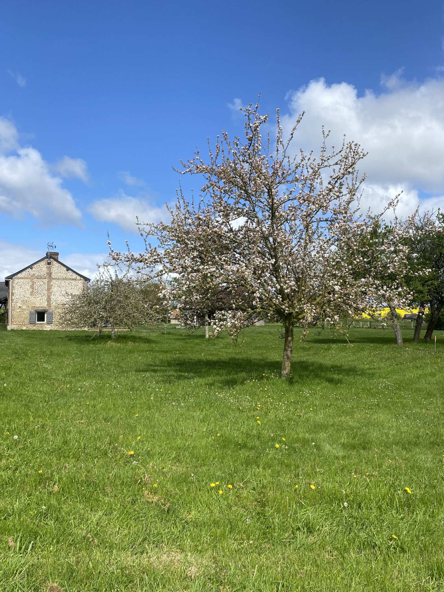 Pommier en fleurs roses devant la longère au printemps